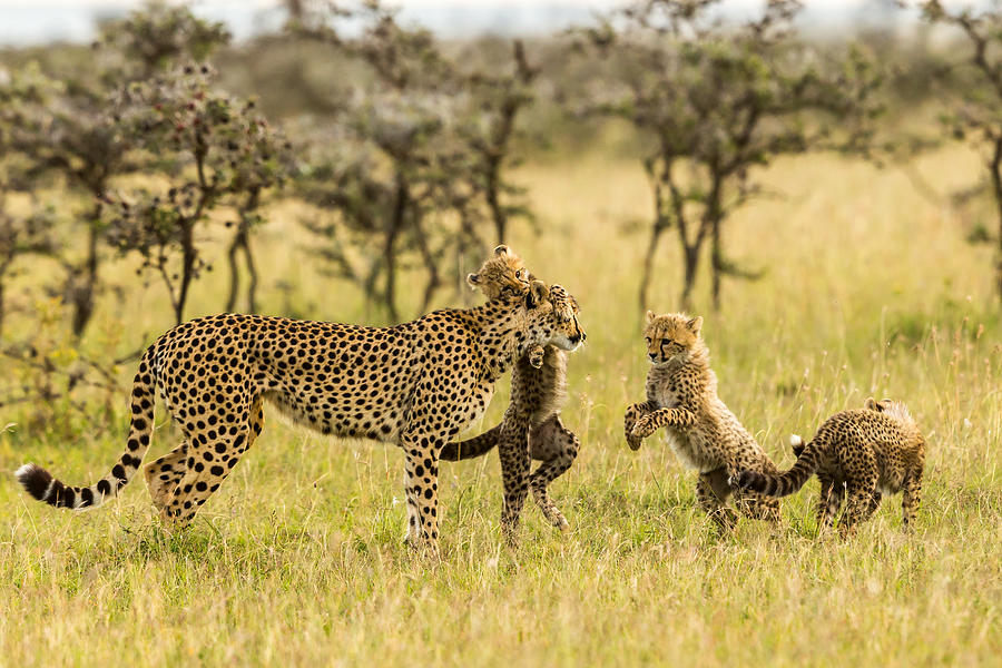 Cheetahs And Cubs Photograph by Venkata Ratna Prem Hymakar Valluri