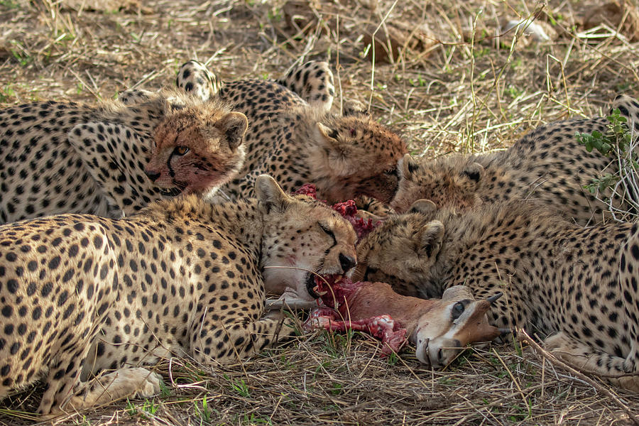 Busy Photograph - Cheetahs And Grants Gazelle by Thomas Kallmeyer Busy Photograph - Cheetahs And Grants Gazelle by Thomas Kallmeyer