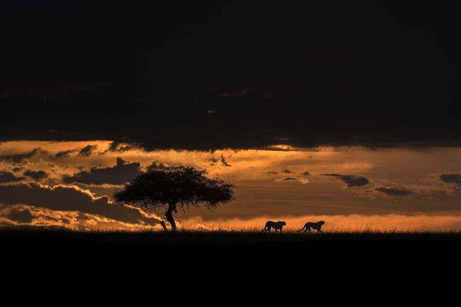 Wildlife Photograph - Cheetahs At Dawn by Xavier Ortega