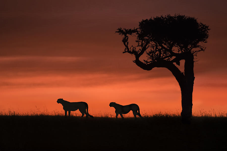 Wildlife Photograph - Cheetahs At Dusk by Xavier Ortega