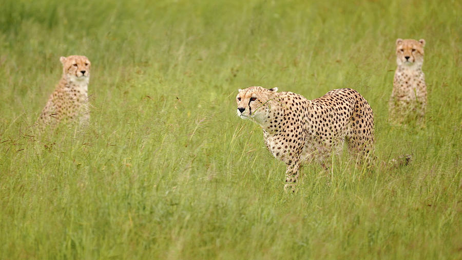 Cheetahs Photograph by Gregor Kresal - Fine Art America