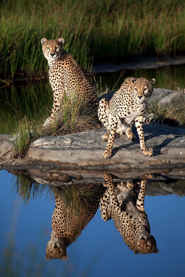Cat Photograph - Cheetahs In The Mirror by Alessandro Catta