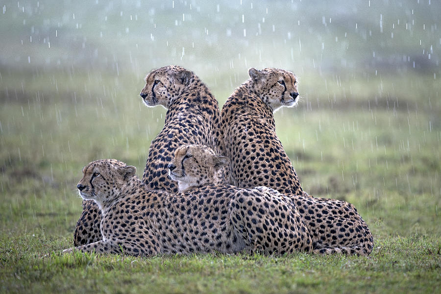 Wildlife Photograph - Cheetahs In The Rain by Xavier Ortega