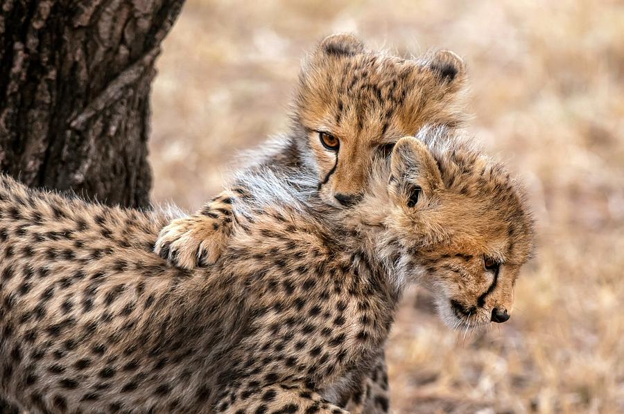 Cheetahs Digital Art By Jacana Stock - Fine Art America