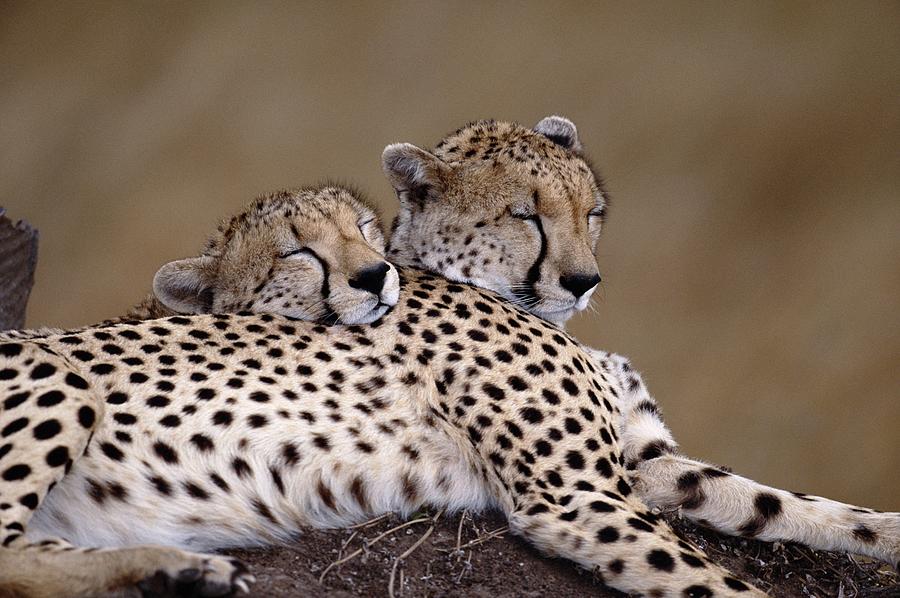 Cheetahs Photograph by Nhpa
