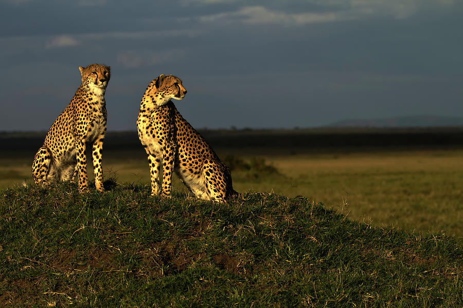 Cheetahs Scanning For Prey Photograph by Manoj Shah