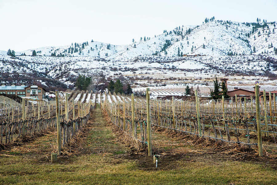 Chelan Vineyards with Snow Photograph by Tom Cochran