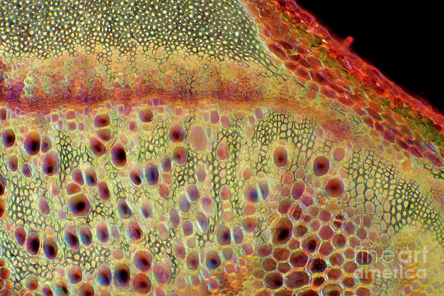 Chenopodium Sp. Cells With Air Bubbles Photograph by Marek Mis/science Photo Library