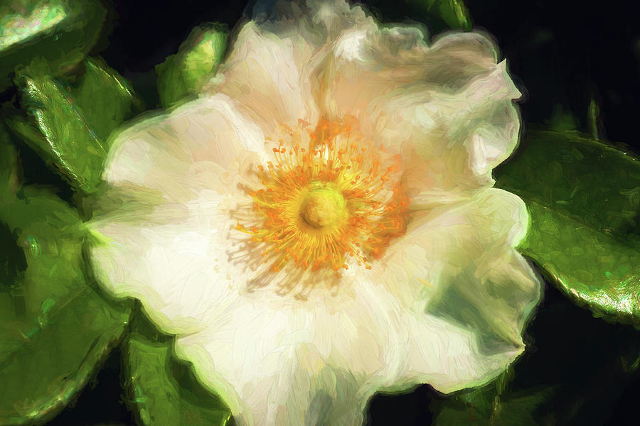 Cherokee White Rose 107 Photograph by Rich Franco
