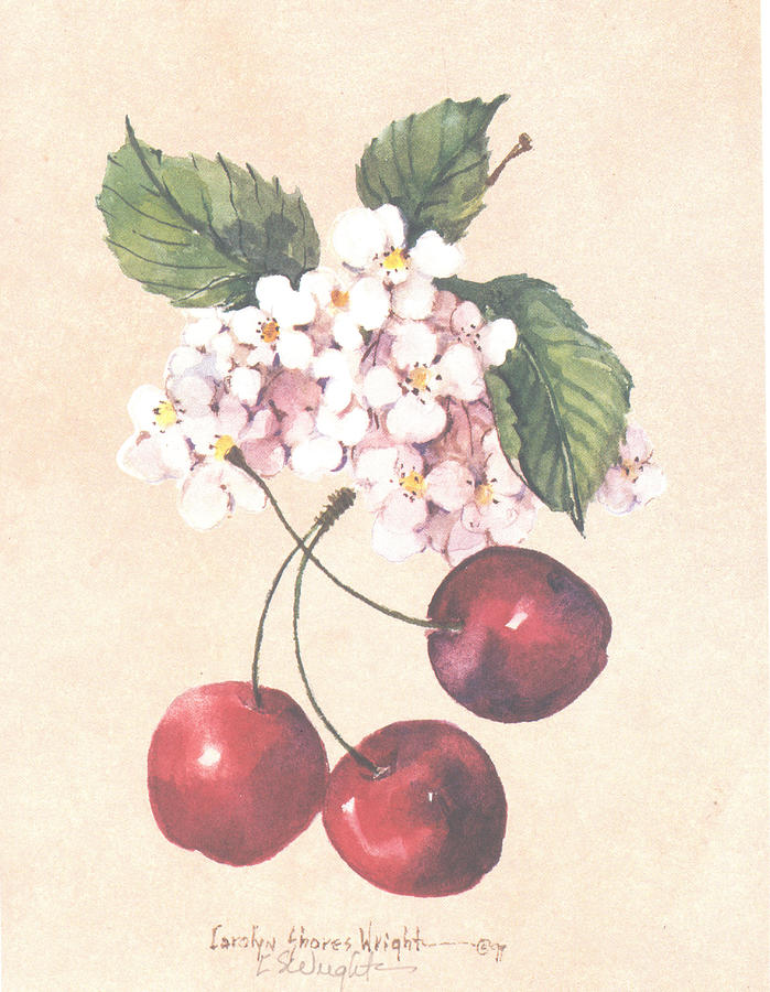 Картины carolyn shores wright