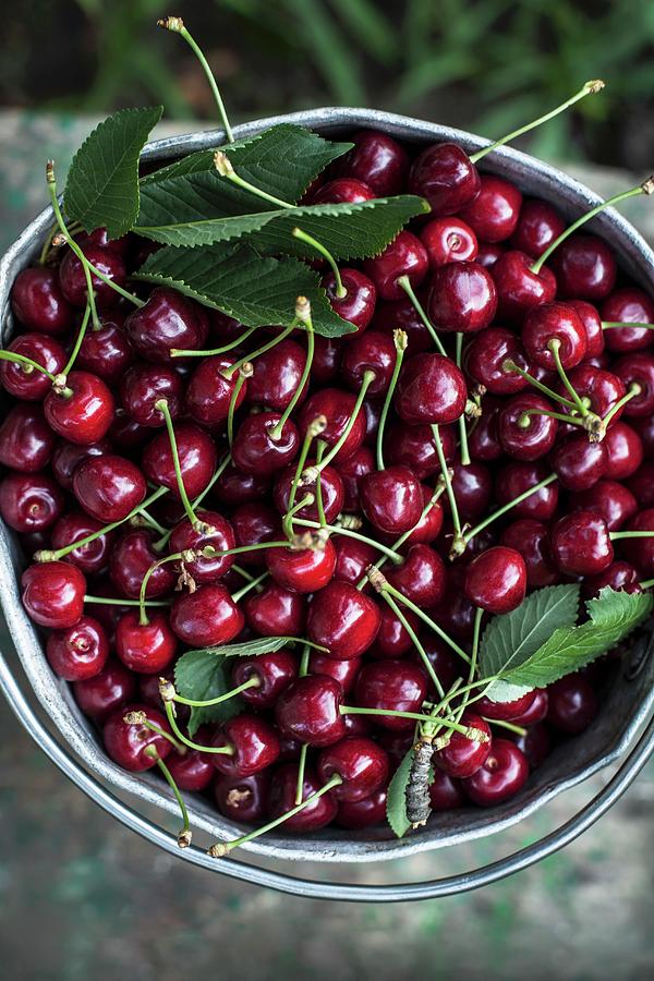 Cherries In Metal Container Photograph by Nika Moskalenko