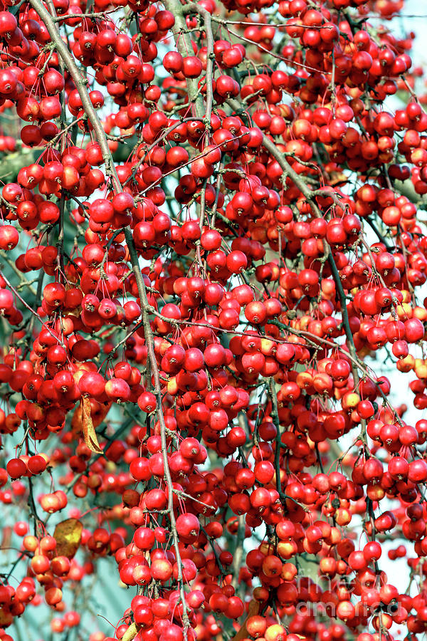 Cherries in New Hope Photograph by John Rizzuto