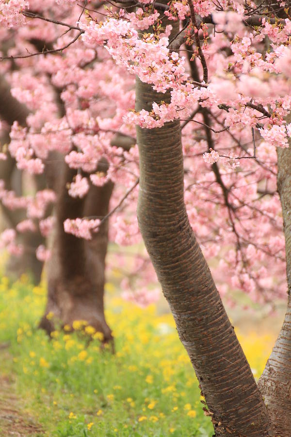 Cherry And Rape Blossom Photograph by Norio Nakayama