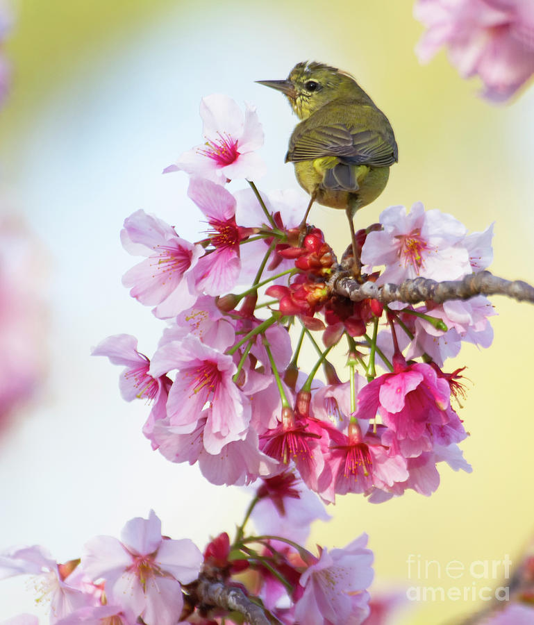 Cherry blooms and birds Photograph by Ruth Jolly