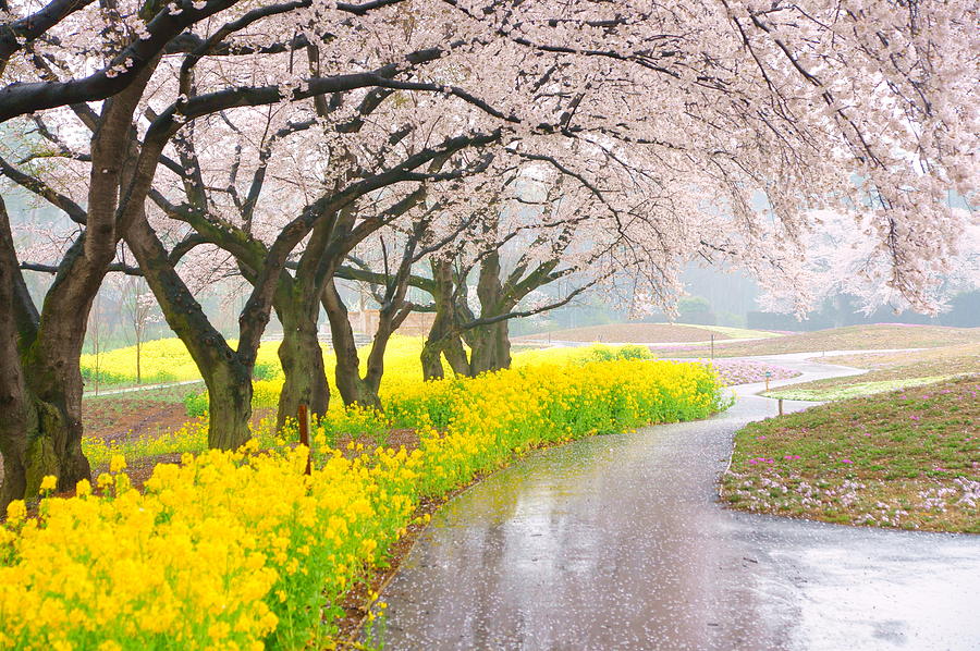 Cherry Blossom & Tenderstem Broccoli Photograph by Takeshi Ohtsuka