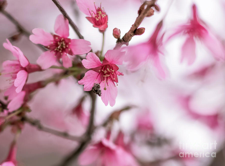 Cherry Blossom 0403B Photograph by Howard Roberts - Fine Art America