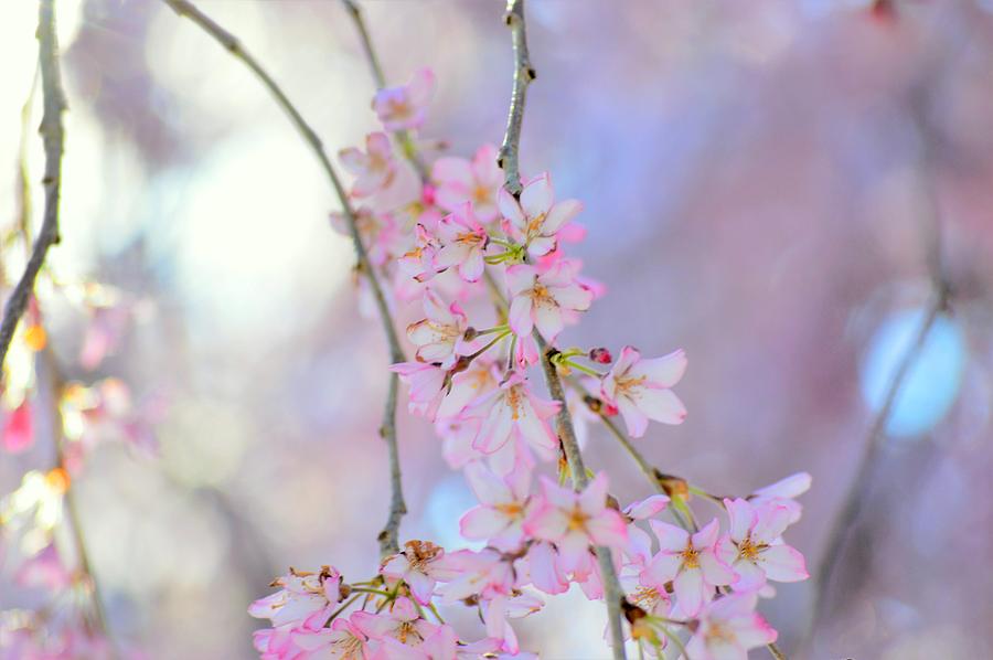 Cherry Blossom Abstractions In Light Photograph