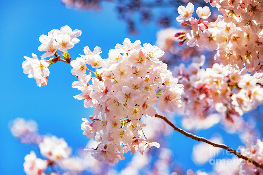 Cherry Blossom Against A Bright Blue Sky Photograph