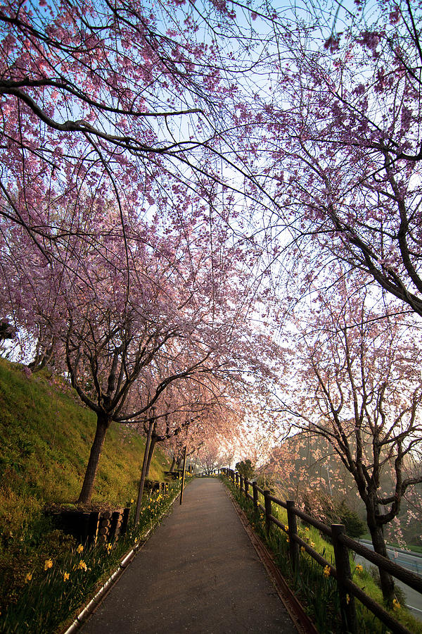 Cherry Blossom Along Road Photograph by Herica Suzuki