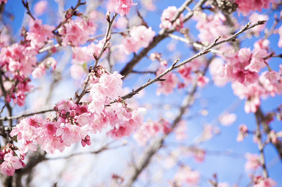 Cherry Blossom Photograph by Ananda Zanini Fotografias