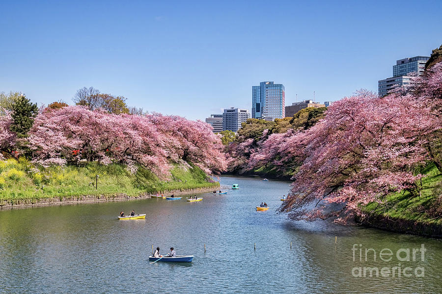 Cherry Blossom and Boats, Tokyo Photograph by Colin and Linda McKie