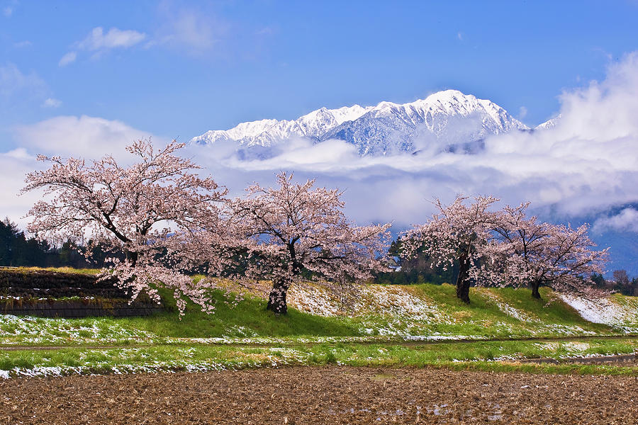 Cherry Blossom And Snow Photograph by Huayang