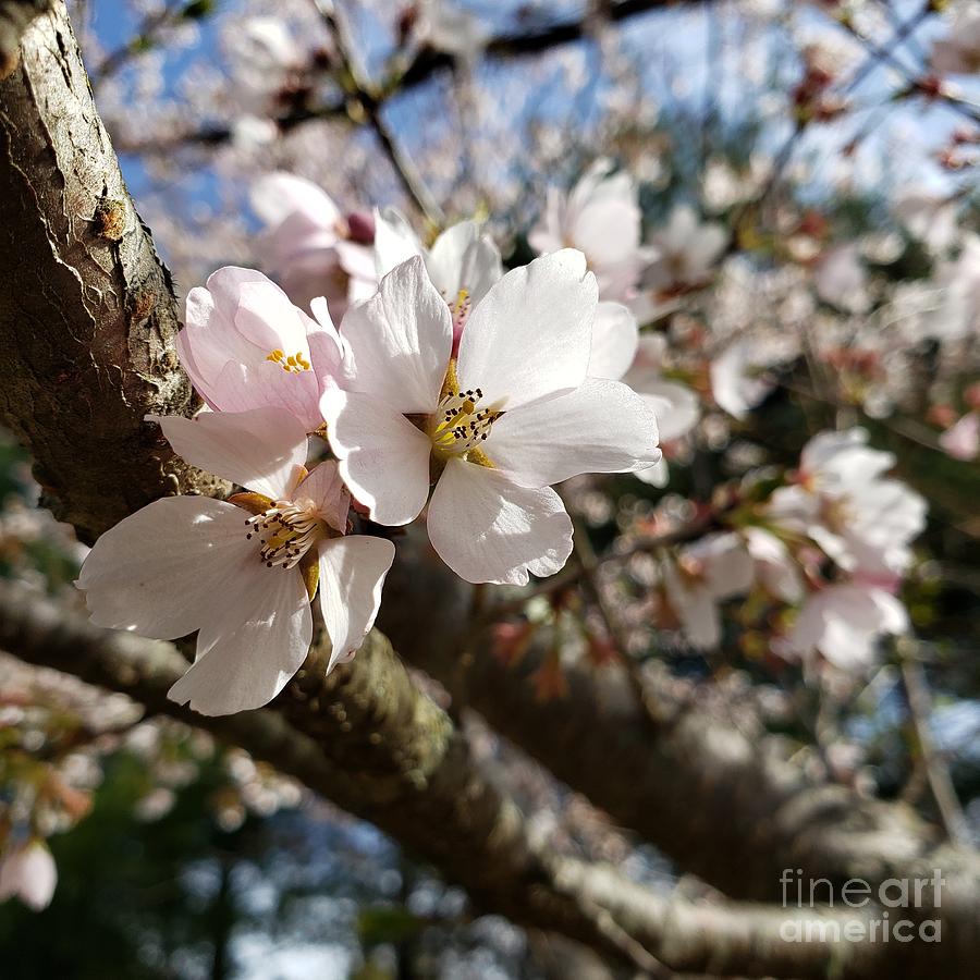 Cherry blossom  Photograph by Anita Adams