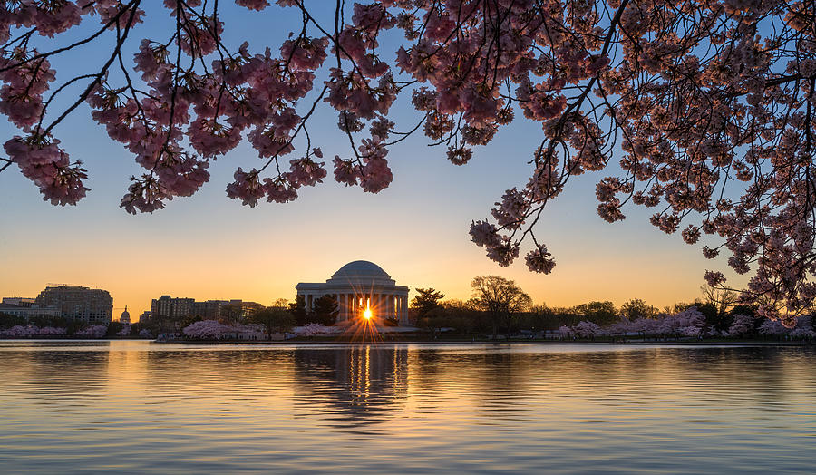 Cherry Blossom At Tidal Basin Photograph by Rong Wei