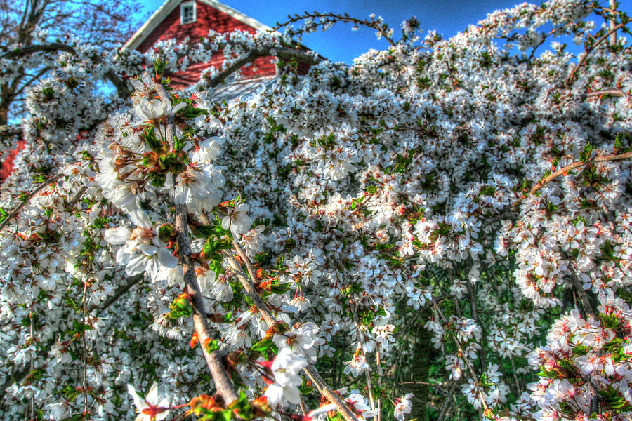 Cherry Blossoms Photograph - Cherry Blossom Barn by Robert Goldwitz