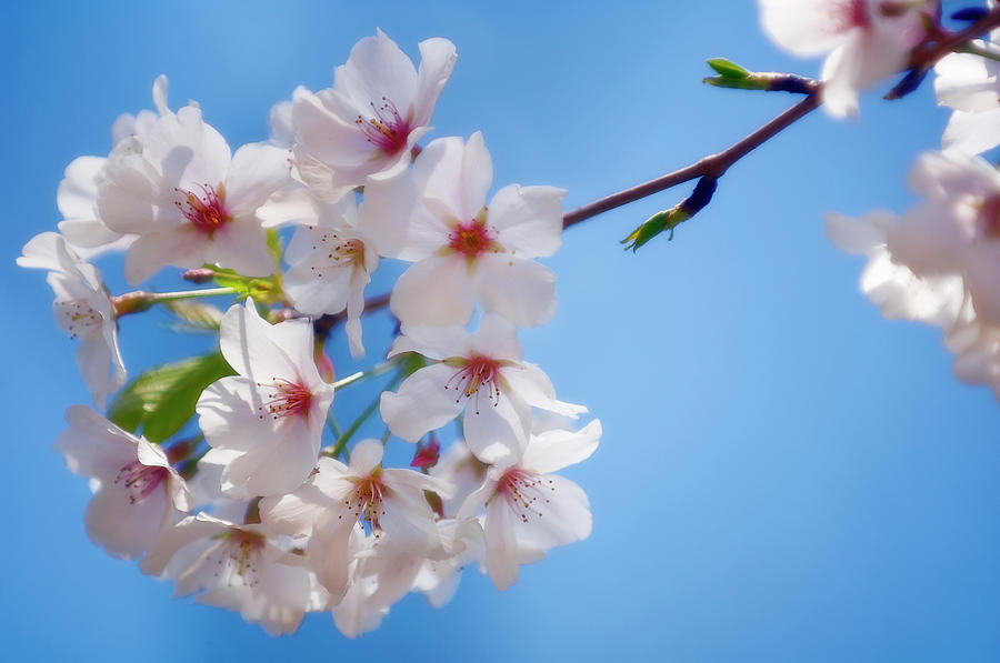 Cherry Blossom, Blue Sky Photograph by Maria Mosolova