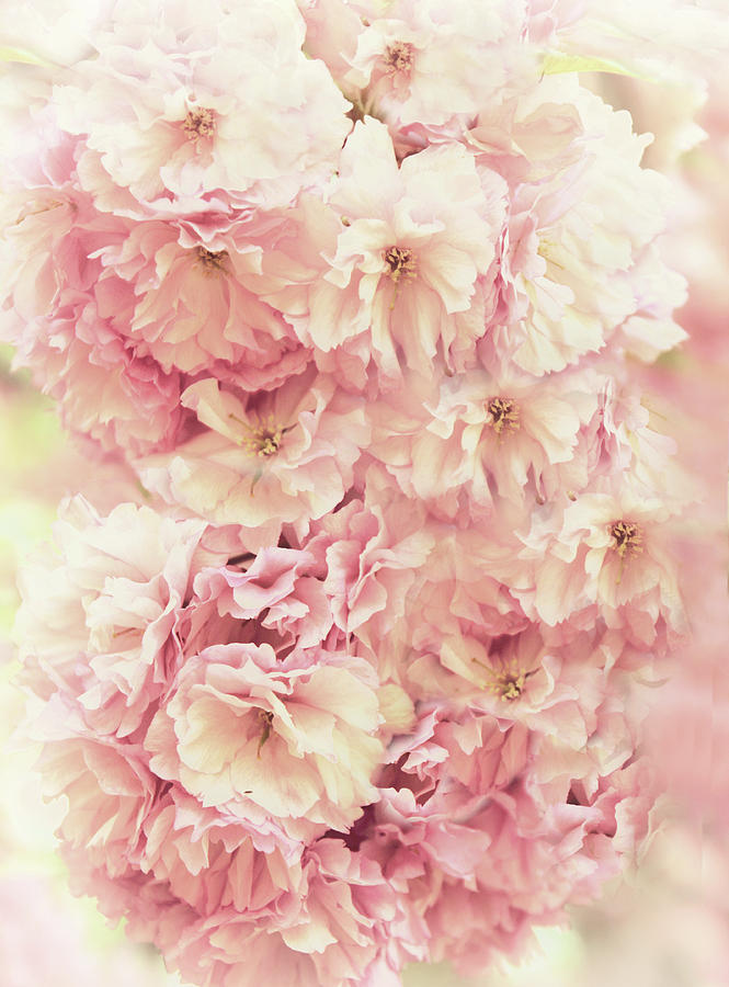 Cherry Blossom Blush Photograph by Jessica Jenney
