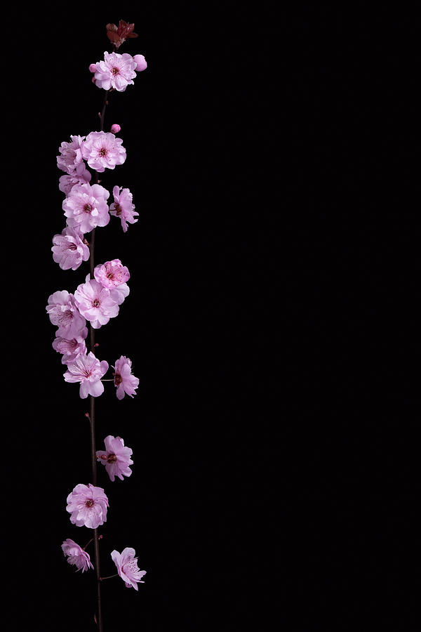 Cherry Blossom Branch Photograph by Designsensation