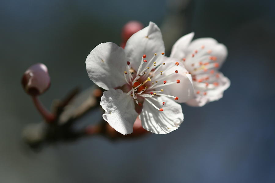 Cherry Blossom Bud Photograph by Silkegb