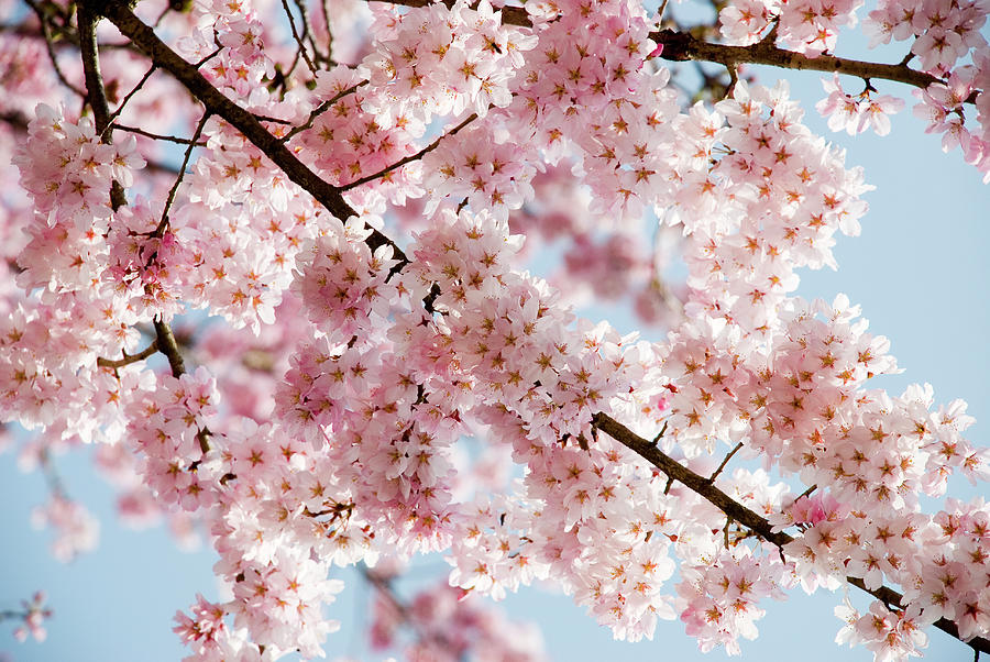 Cherry Blossom Canopy Photograph by © Karen To