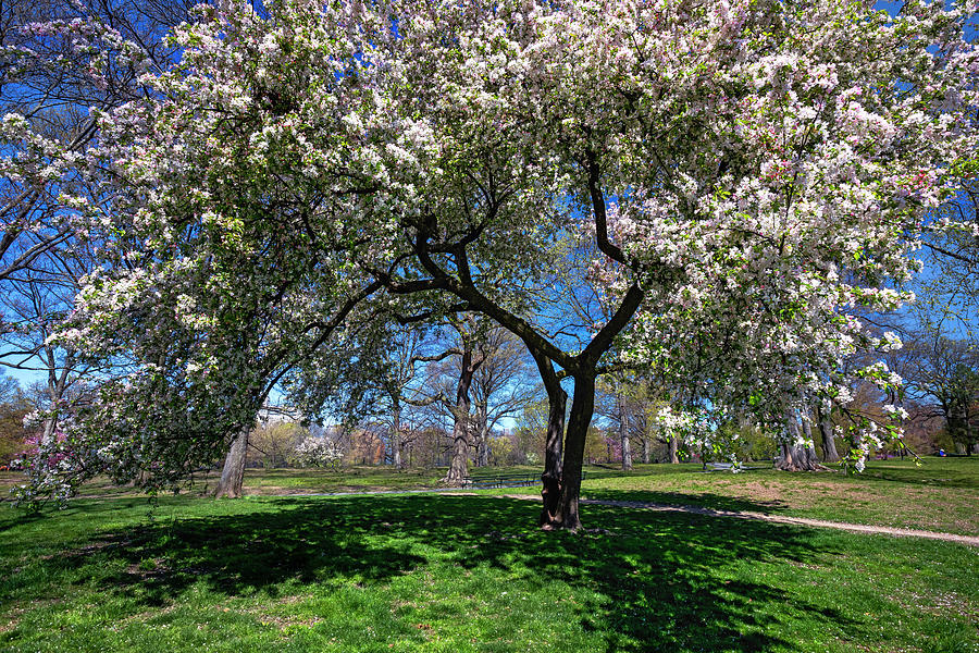 Cherry Blossom, Central Park, Nyc Digital Art by Claudia Uripos Fine