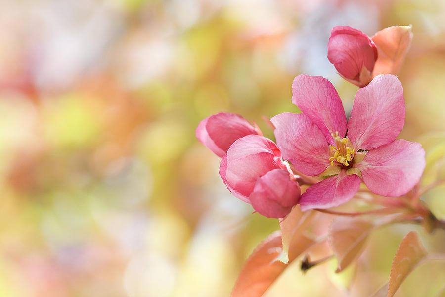 Cherry Blossom Photograph by Cglade