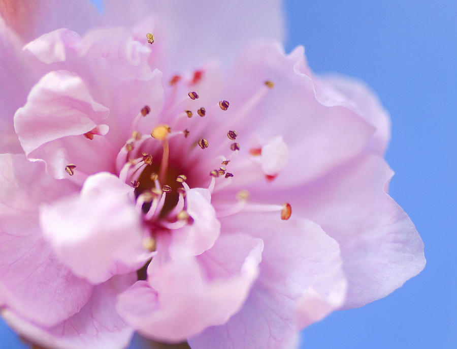 Image of Close-up of a single cherry blossom