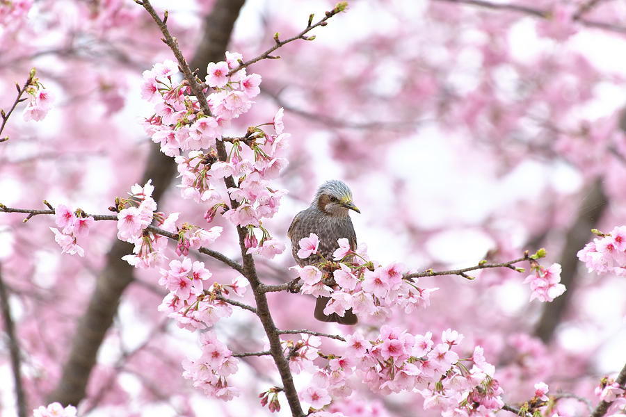 Spring Photograph - Cherry-blossom Color by Hiroshi Nishihara