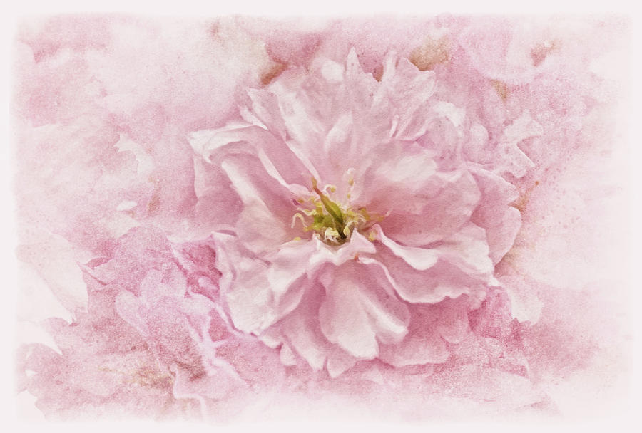 Cherry Blossom Photograph by Cora Niele - Fine Art America