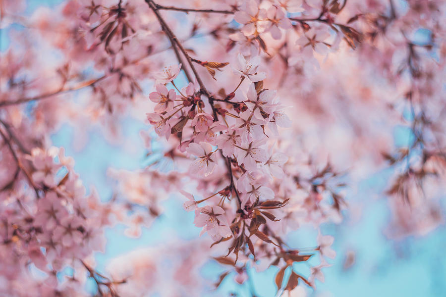 Cherry Blossom During Daytime At The Park Photograph by Cavan Images