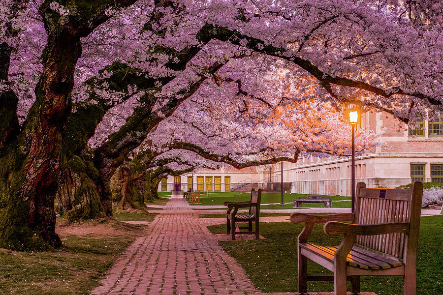 Cherry Blossom Elegance Photograph by Emerita Wheeling