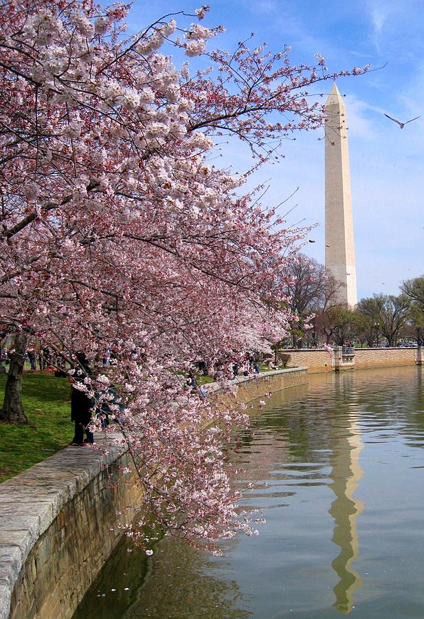 Cherry Blossom Festival In Dc Photograph by Patrick Yuen