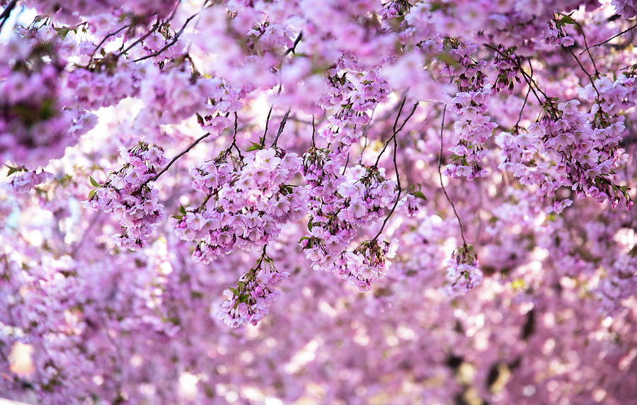Cherry Blossom Flowers Photograph by Nicklas Gustafsson