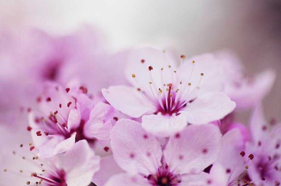 Cherry Blossom Glow Photograph by Images By Christina Kilgour