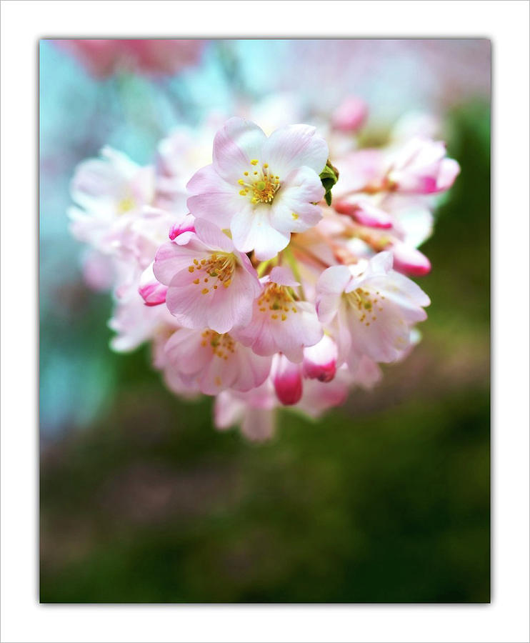 Cherry Blossom Photograph by I Love Photo And Apple.