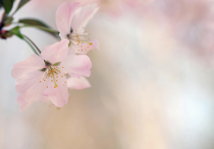 Cherry Blossom Photograph by Images By Christina Kilgour