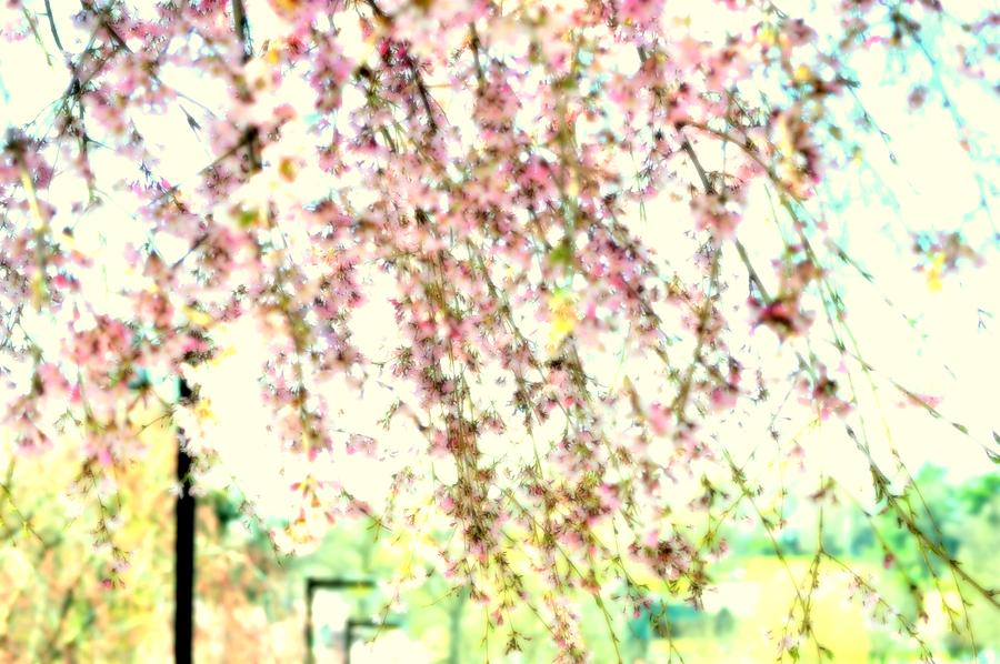 Cherry Blossom Impressions Photograph