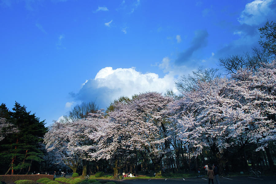 Cherry Blossom In Full Bloom Photograph by Noriakimasumoto