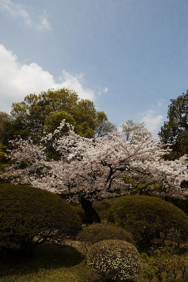 Cherry Blossom In Garden Photograph by Jun Takahashi
