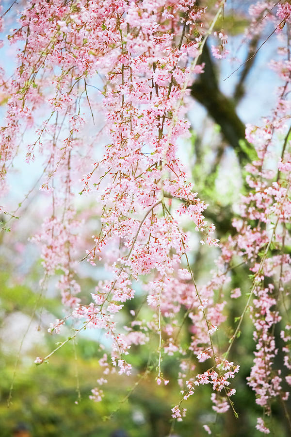 Cherry Blossom In Kyoto Photograph by Tomml